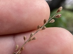 Boerhavia xantii