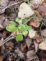 Cerastium pauciflorum