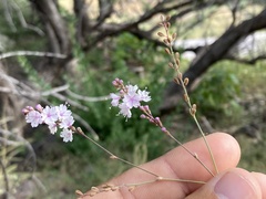 Boerhavia xantii