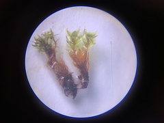 Bryum canariense