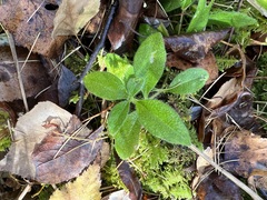 Cerastium pauciflorum