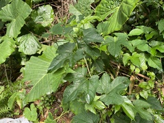 Momordica cochinchinensis