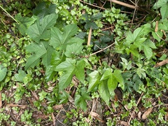 Momordica cochinchinensis