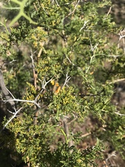 Adesmia confusa