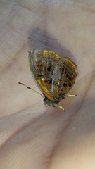 Sarota myrtea