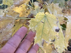 Cnidoscolus maculatus