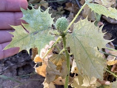 Cnidoscolus maculatus