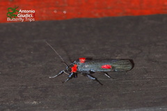 Cyana tettigonioides