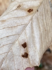 Acalitus ferrugineum