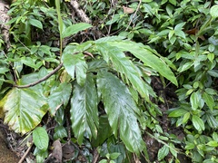Alpinia uraiensis