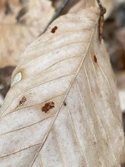 Acalitus ferrugineum