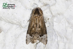 Groenendaelia kinabaluensis