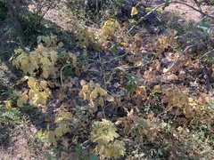 Cnidoscolus maculatus