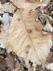 Acalitus ferrugineum