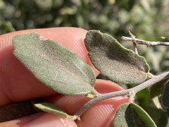 Celtis pallida