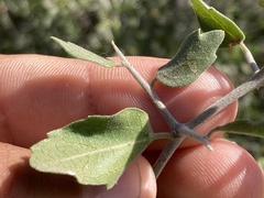 Celtis pallida