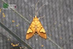 Nosophora