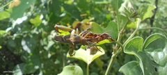 Meropachyini
