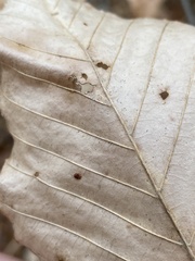 Acalitus ferrugineum