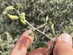 Celtis pallida