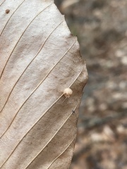 Acalitus ferrugineum