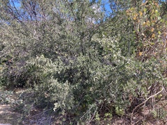Celtis pallida