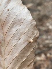 Acalitus ferrugineum