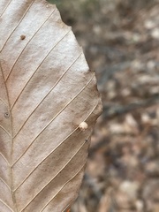 Acalitus ferrugineum