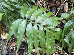 Leptochilus ellipticus