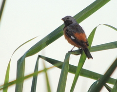 Sporophila ruficollis