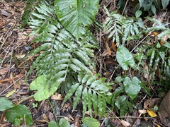 Leptochilus ellipticus
