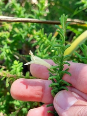 Chloanthes stoechadis