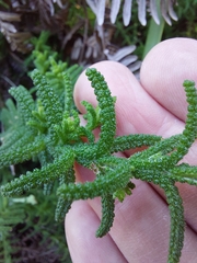 Chloanthes stoechadis