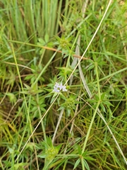 Sherardia arvensis
