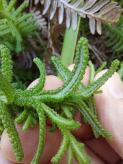 Chloanthes stoechadis