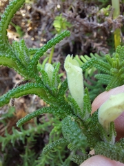 Chloanthes stoechadis