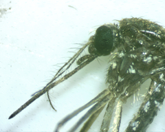 Aedes taeniorhynchus