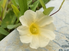 Xenostegia tridentata