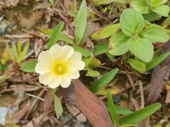 Xenostegia tridentata