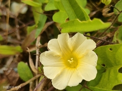 Xenostegia tridentata