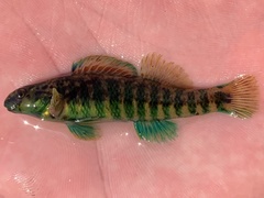 Etheostoma zonale