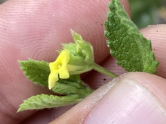 Aloysia barbata
