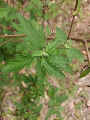 Centratherum riparium