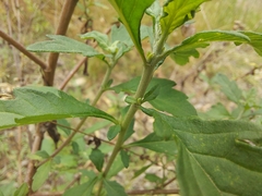 Centratherum riparium