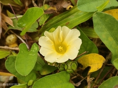 Xenostegia tridentata