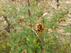 Centratherum riparium