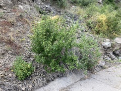 Aloysia barbata