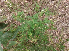 Centratherum riparium