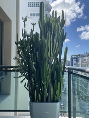 Euphorbia antiquorum