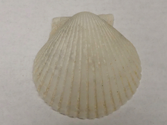 Argopecten irradians